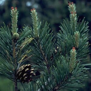 Scots Pine (Pinus Sylvestris) 20-40cm