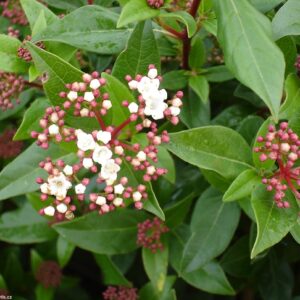 Viburnum Tinus 'Eve Price' 2L Pot