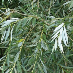 Salix alba - White Willow - Bareroot