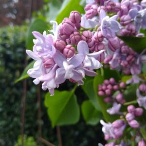 Lilac (Syringa Vulgaris) 2L pot - Carpe Diem