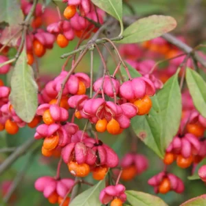 European Spindle (Euonymus europaeus)