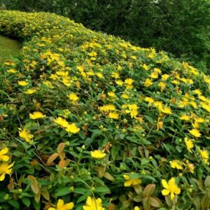 Hypericum HidCote - st john's wort - 40-60cm