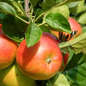 Apple Tree Ecolette 125-150cm