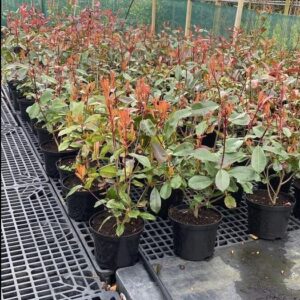 Photinia Red Robin 5L Pot
