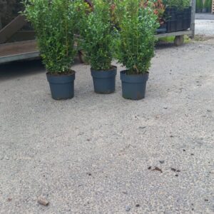 Buxus Sempervirens 3L Pot