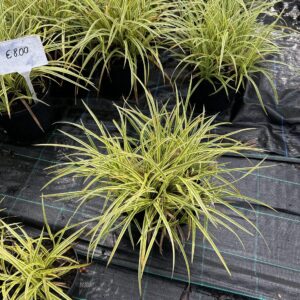 Carex 'Evergold' 5L
