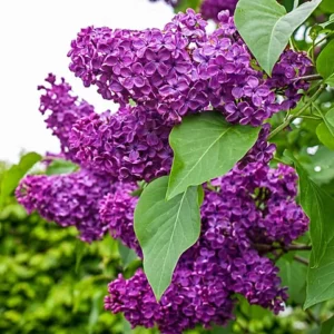 Lilac (Syringa Vulgaris) 2L pot - Charles Joy