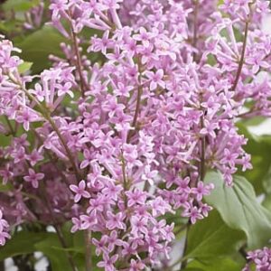 Lilac (Syringa Vulgaris) 2L pot - FlowerFesta Pink