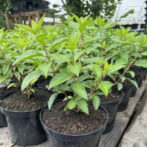 Hydrangea pan. 'Polar Bear'