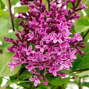 Lilac (Syringa Vulgaris) 2L pot
