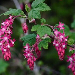 Ribes sang. 'King Edward VII' 2L pot