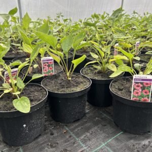 Echinacea Purpurea ‘Rubinstern’ 2L Pot