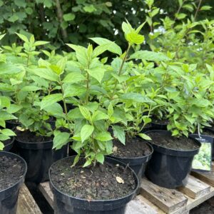 Hydrangea pan. 'LimeLight'