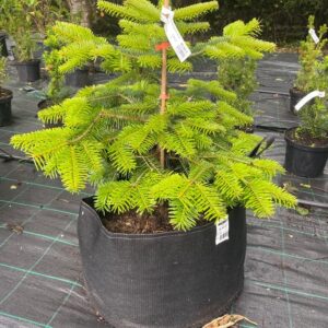 Nordmann firs (Abies Nordmanniana) 36L Pot