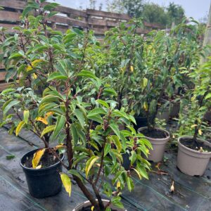 Portuguese Laurel