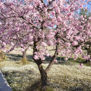 Almond Tree - Prunus Dulcis 'Robjin' 15L Pot