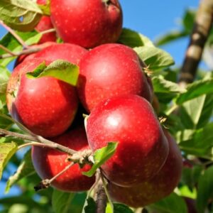 Malus Domestica ‘Discovery’ 10L Pot