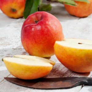 Malus D. Ecolette (Apple - Ecolette) 10L Pot