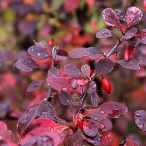 Berberis Thunbergii (Purple Japanese Berberry) 40-60cm