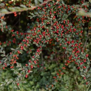 Cotoneaster Horizontalis