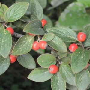 Cotoneaster Franchetii Bareroot