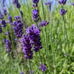 Lavander Angustifolia Hidcote, English Lavander