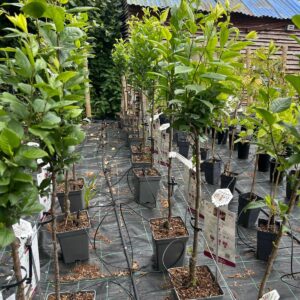 Miniature Prunus Mirabelle (Miniature Plum Tree)