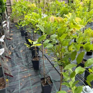 Wisteria Sinenins 'Blue Sapphire'