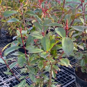 Photinia Red Robin 10L Pot
