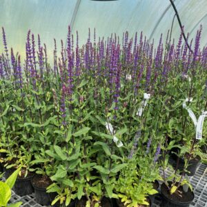 Salvia Nemorosa ‘Caradonna’ 2L Pot