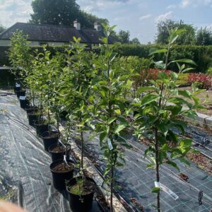 Prunus Mirabelle (Plum Mirabelle) 10L Pot
