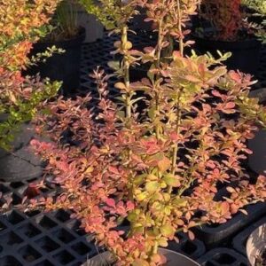 Berberis Thunbergii (Japanese Barberry) 5L Pot