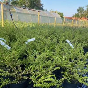 Lonicera Nitida - Wilson's honeysuckle 2L Pot