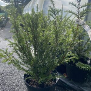 Taxus Baccata (Common Yew) 10L Pot