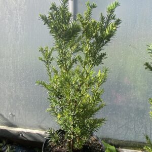 Taxus Fastigiata Aurea 5L Pot