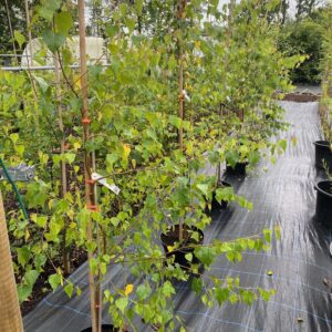 Silver Birch (Betula Pendula)