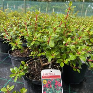 Escallonia ‘Red Dream’ 2L Pot