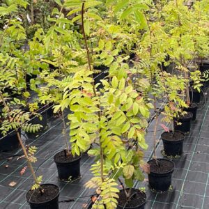 Sorbus Aucuparia (Rowan Tree) 5L Pot