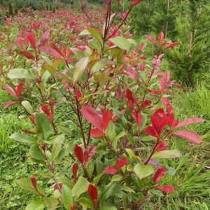 Photinia Red Robin 80-100cm In Rootball