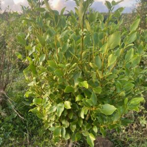 Griseellinia Littoralis 80-100cm In Rootball