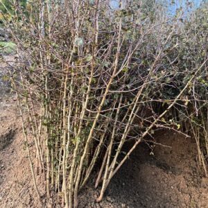Whitethorn (Crataegus Monogyna) - Acres Scheme compliant.