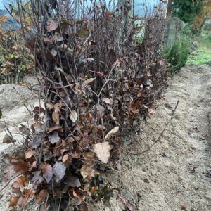 Purple Beech (Fagus S. 'Atropunicea') 60cm