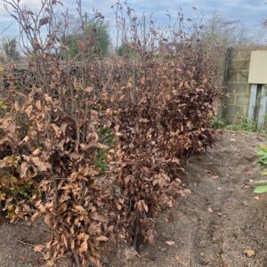 Green Beech (Fagus Sylvatica)