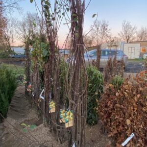 Apple Tree "Discovery" 125-150cm