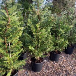 Leylandii Cypress Green 6Feet 10L Pot