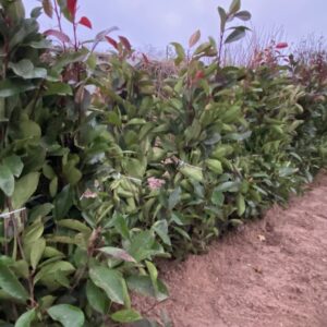 Photinia Red Robin