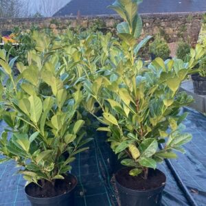 Prunus Laurel “Novita” 10L Pot