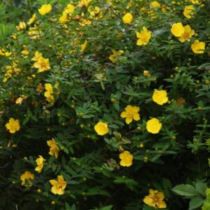 Hypericum HidCote - st john's wort