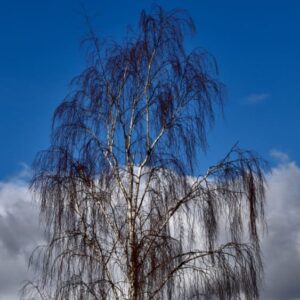 Silver Birch (Betula Pendula) - 10L 6 Feet