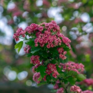Crataegus Monogyna ‘Paul Scarlet’ 36L Pot